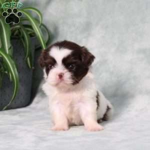 Beyoncé, Shih Tzu Puppy